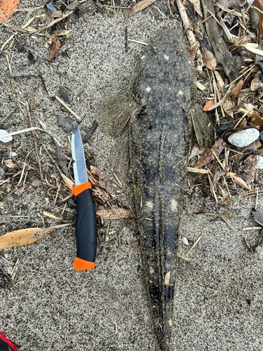 マゴチの釣果