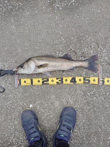 フッコ（マルスズキ）の釣果
