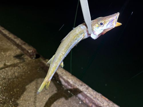 カマスの釣果