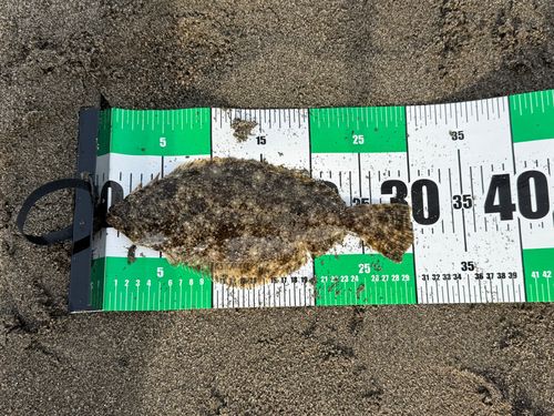 ソゲの釣果