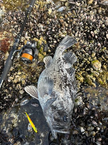 クロソイの釣果