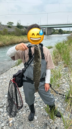 ニホンナマズの釣果