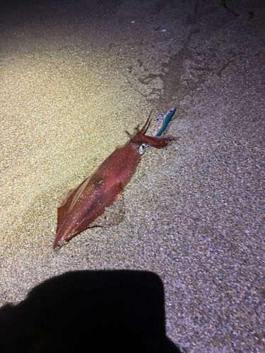 ケンサキイカの釣果