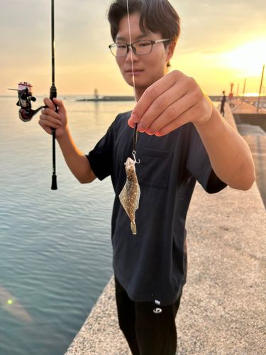 ヒラメの釣果