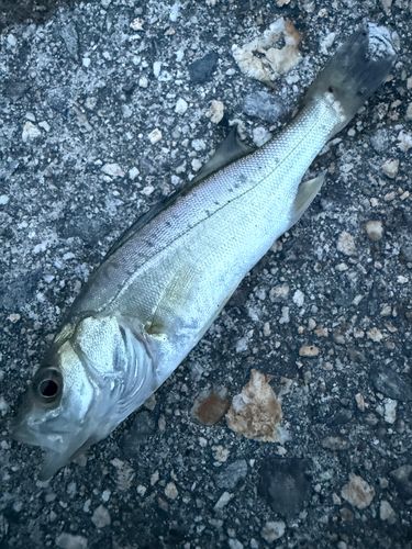 セイゴ（ヒラスズキ）の釣果