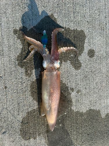 ヒイカの釣果