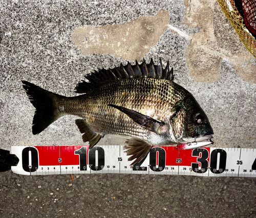 チヌの釣果