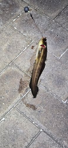 ゴンズイの釣果