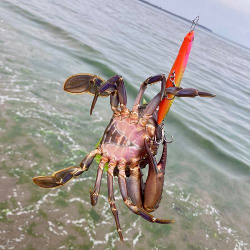 ガザミの釣果