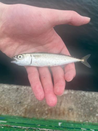 マサバの釣果