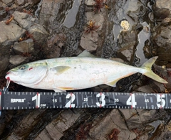 ハマチの釣果