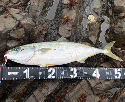 ハマチの釣果
