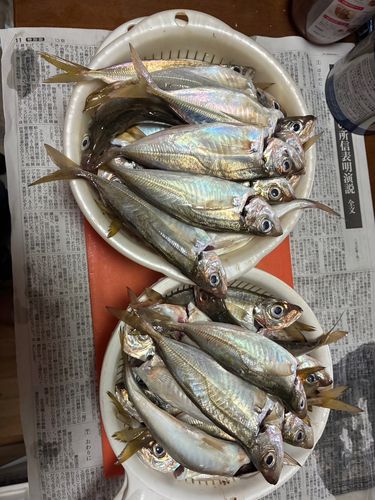 アジの釣果