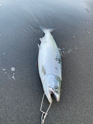 サクラマスの釣果