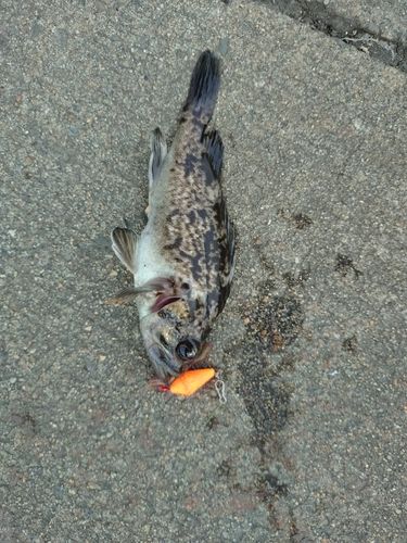 クロソイの釣果