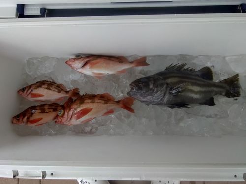 イシナギの釣果