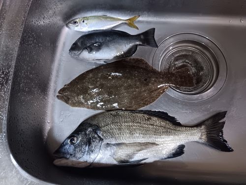 マアジの釣果