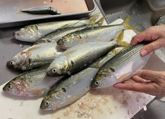 コノシロの釣果