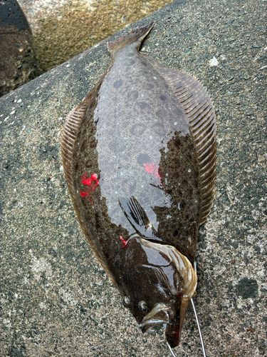 ヒラメの釣果