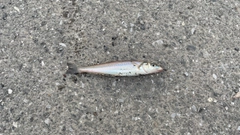 シロギスの釣果