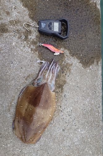 モンゴウイカの釣果