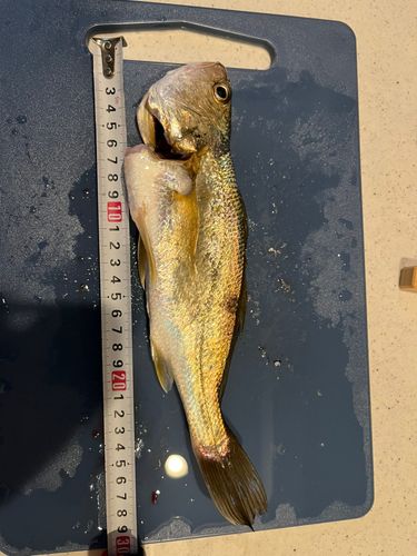 シログチの釣果