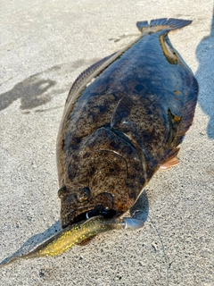 ヒラメの釣果