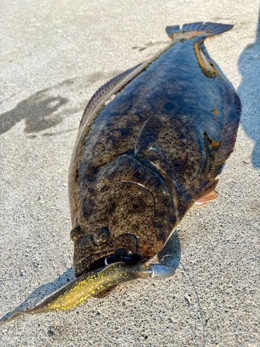 ヒラメの釣果