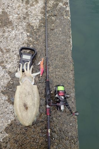 モンゴウイカの釣果