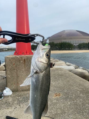 セイゴ（マルスズキ）の釣果