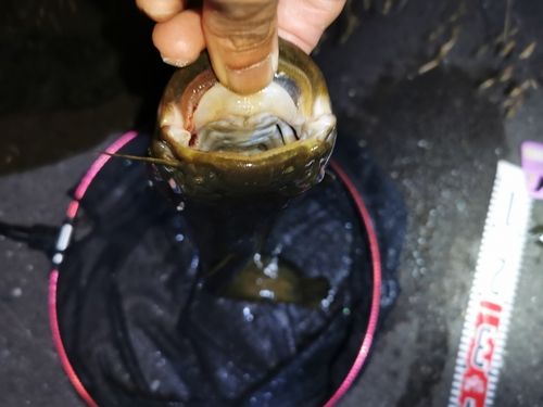 ナマズの釣果