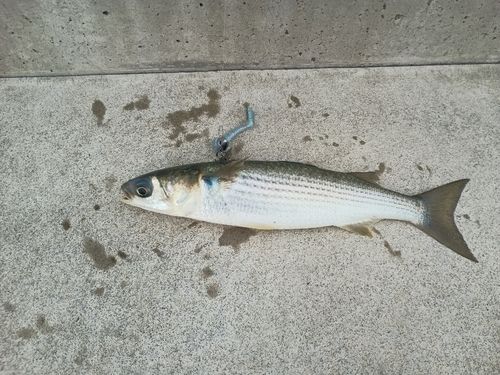 ボラの釣果