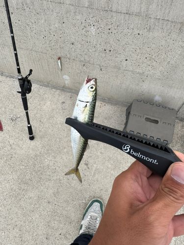 サバの釣果