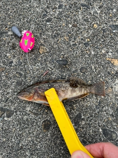 アイナメの釣果