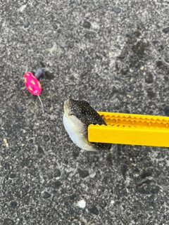 フグの釣果