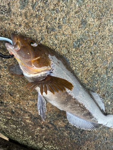 アイナメの釣果