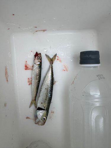 カタクチイワシの釣果