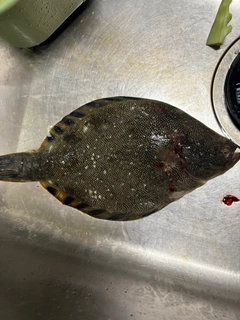 マツカワの釣果