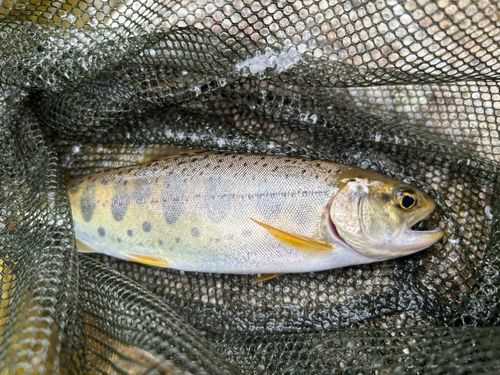 ヤマメの釣果