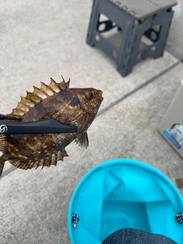 アイゴの釣果