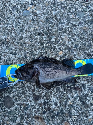 クロソイの釣果