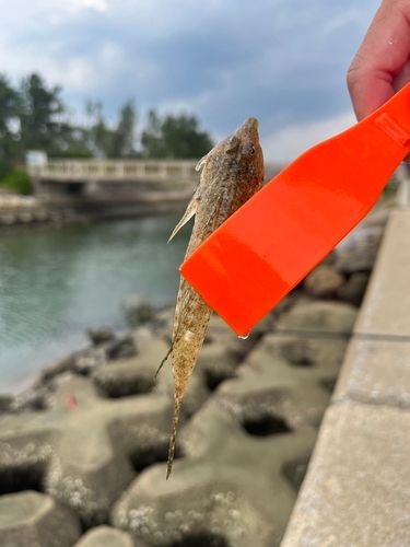 ネズミゴチの釣果