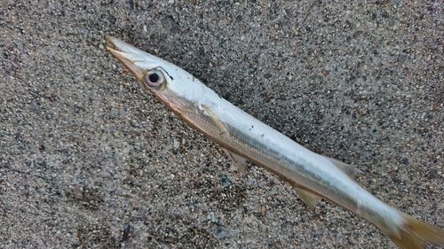 カマスの釣果