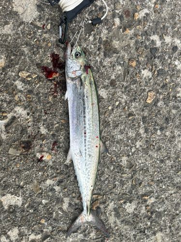 サゴシの釣果