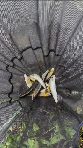 アユの釣果