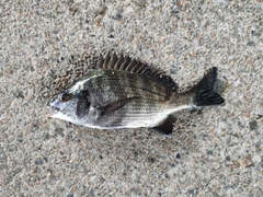 クロダイの釣果