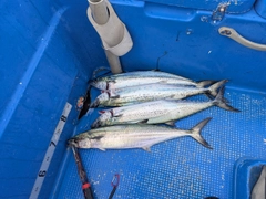 サワラの釣果