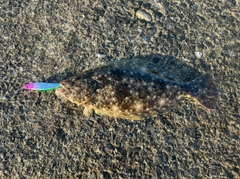 ソゲの釣果