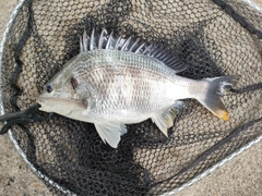 キビレの釣果