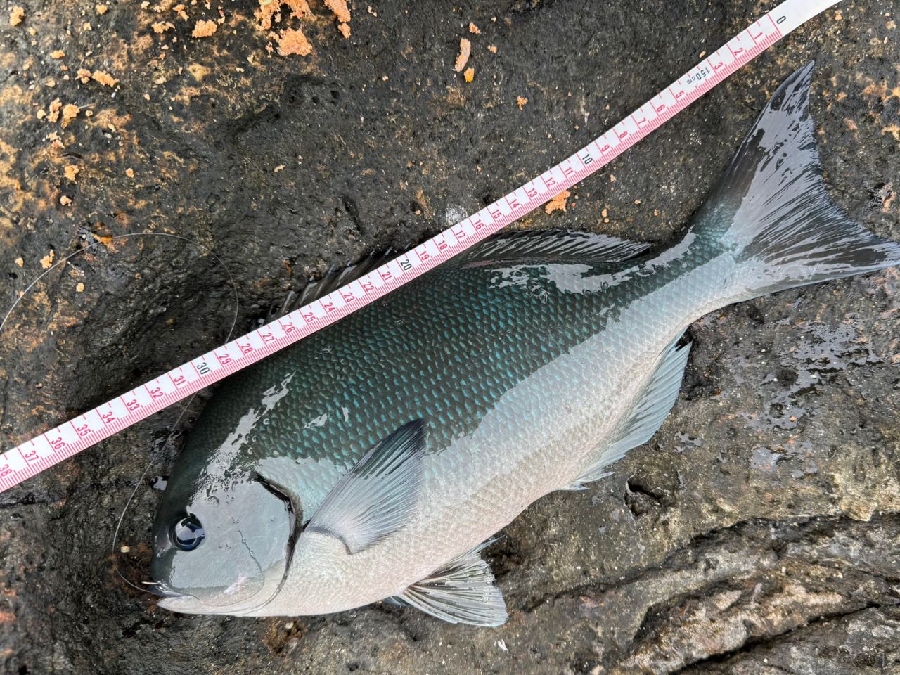 DAIWA 17メガディス AGS 1.5号-50の最安値・インプレ・釣果 | 本音の